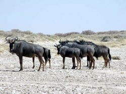 Blue Wildebeests at Okondeka Waterhole