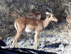 The rare Black-faced Impala